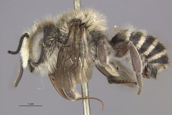 Media type: image;   Entomology 553 Aspect: habitus lateral view